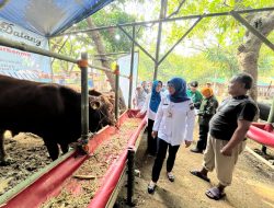 225 Kilogram Organ Hewan Kurban Tak Layak Konsumsi di Jaksel Dimusnahkan