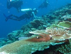 Transplantasi Terumbu Karang Dilakukan Perairan Pulau Pramuka