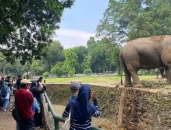46 Ribu Wisatawan Padati Ragunan Saat Libur HUT ke-80 RI